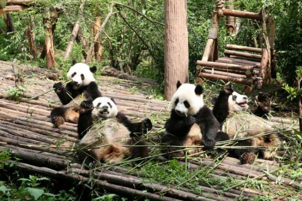 Pandas gigantes